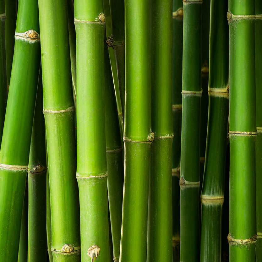 Les bienfaits du bambou